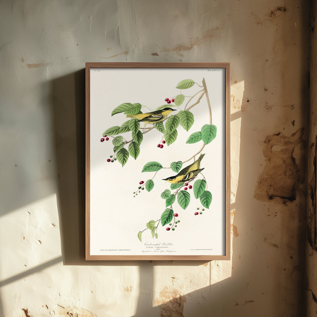 Carbonated Warbler Art Print - John James Audubon Poster - Birds of America Vintage Illustration