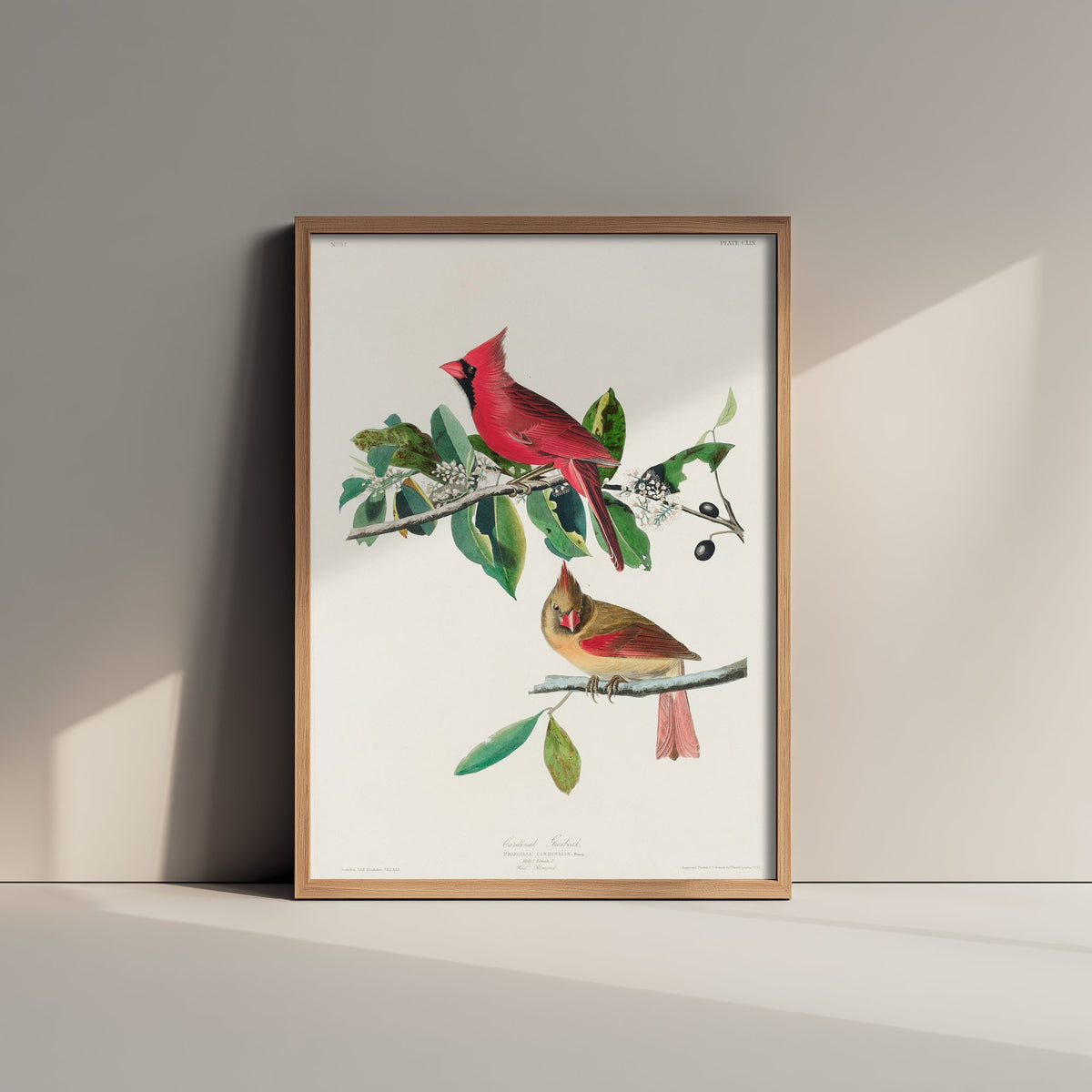 Northern Cardinal Art Print - John James Audubon Poster - Birds of America Vintage Illustration