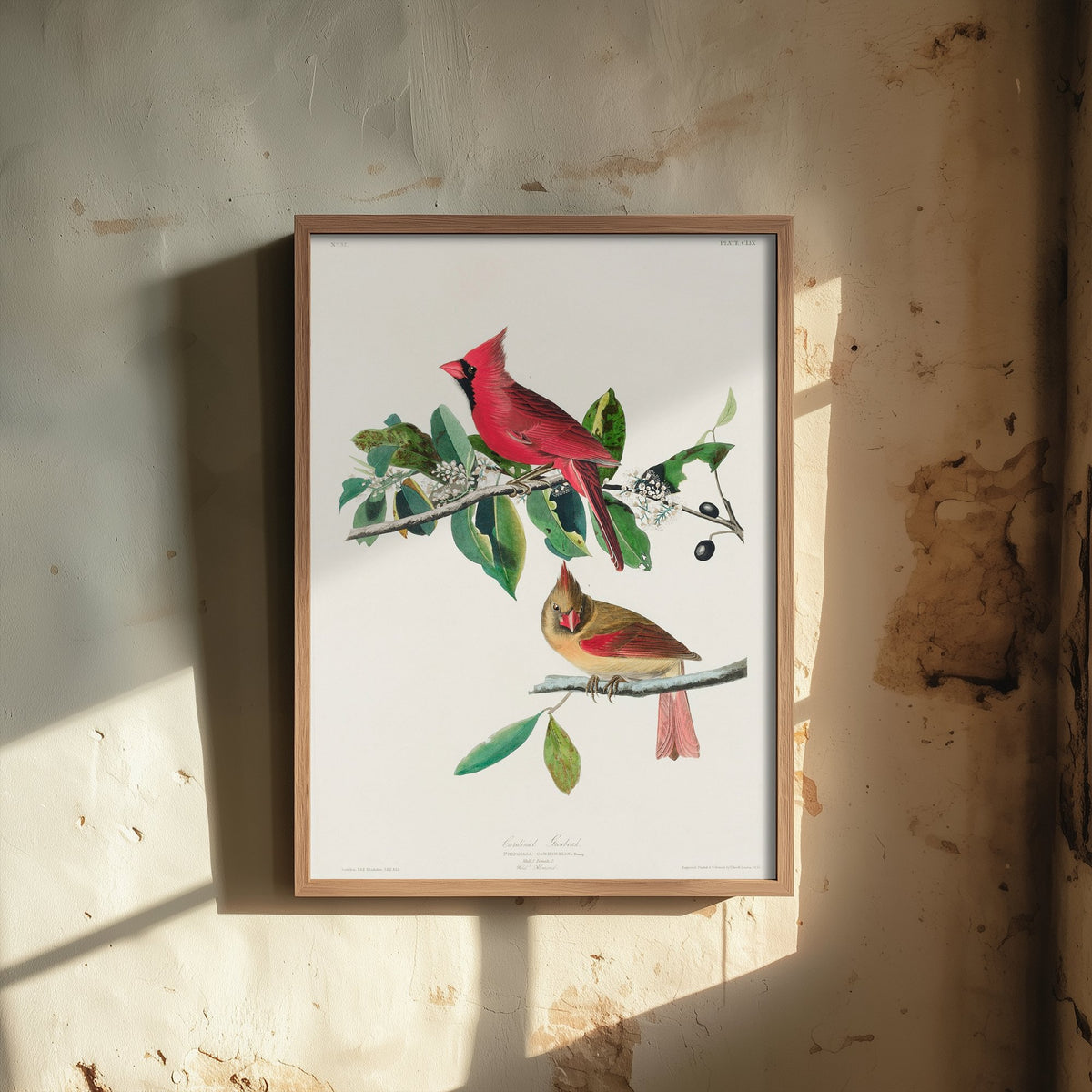 Northern Cardinal Art Print - John James Audubon Poster - Birds of America Vintage Illustration