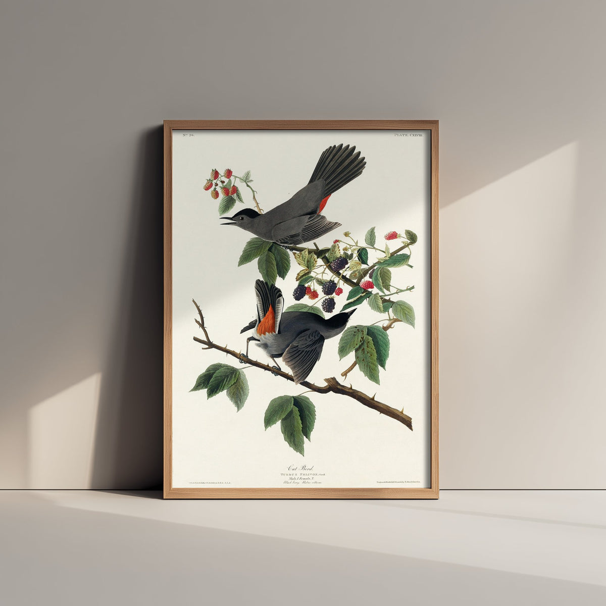 Gray Catbird Art Print - John James Audubon Poster - Birds of America Vintage Illustration