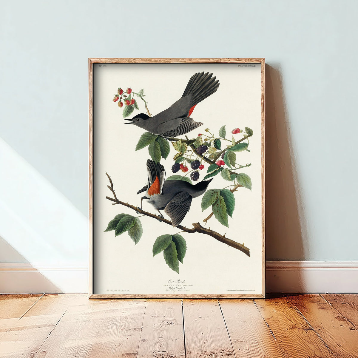 Gray Catbird Art Print - John James Audubon Poster - Birds of America Vintage Illustration