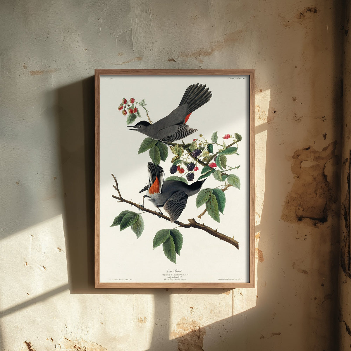 Gray Catbird Art Print - John James Audubon Poster - Birds of America Vintage Illustration