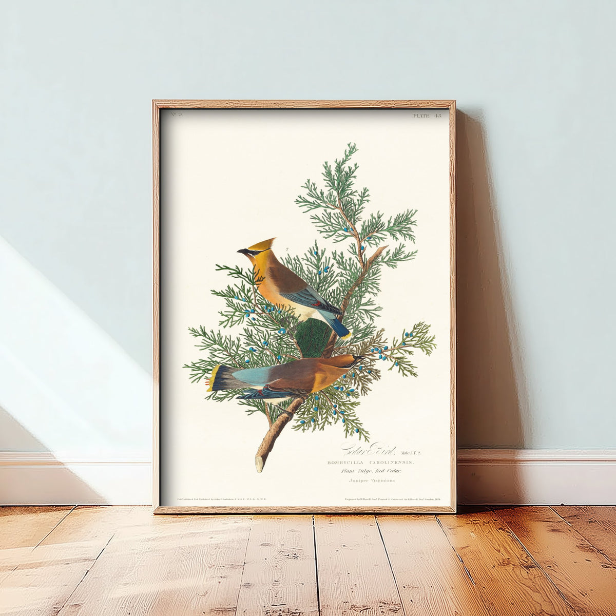 Cedar Waxwing Art Print - John James Audubon Poster - Birds of America Vintage Illustration