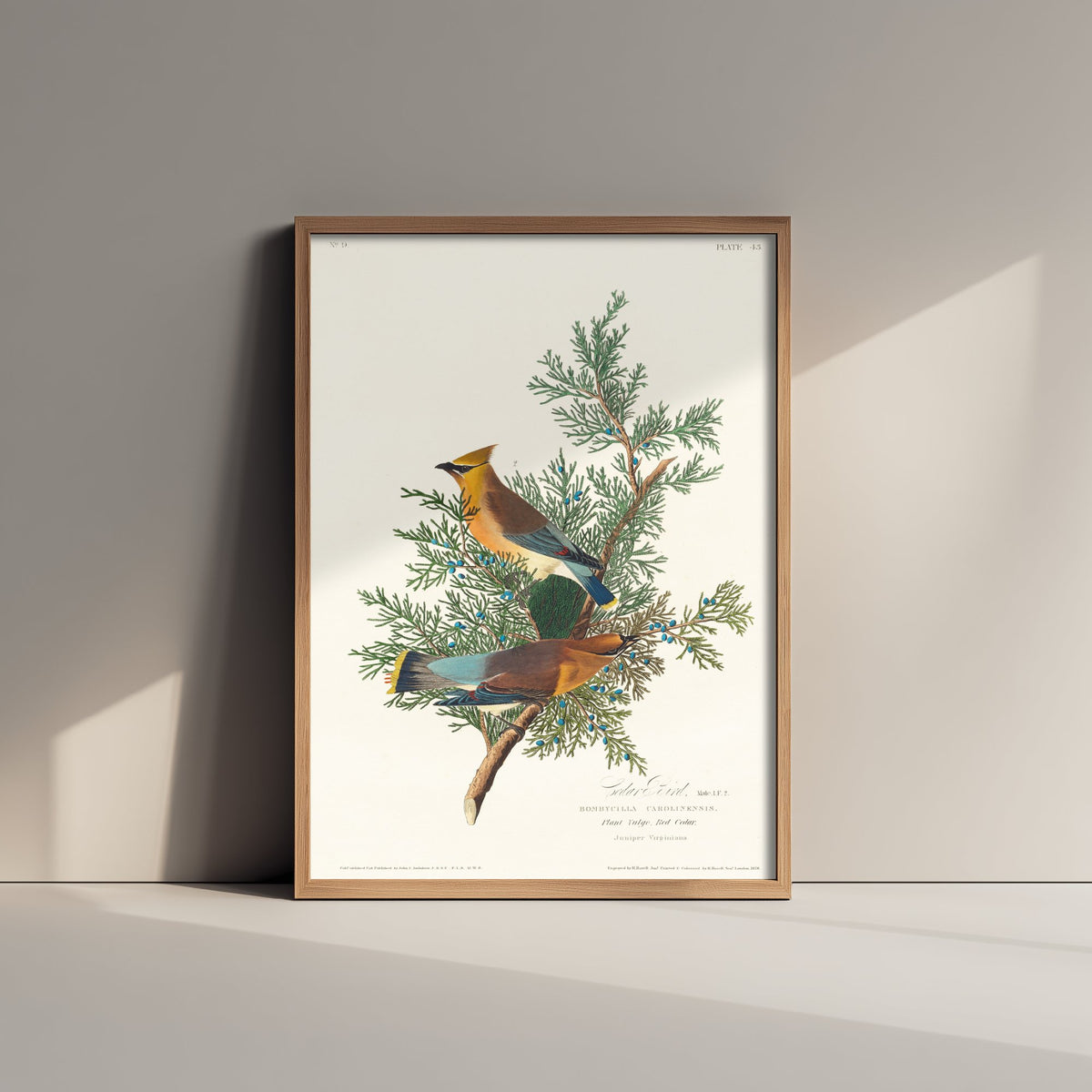 Cedar Waxwing Art Print - John James Audubon Poster - Birds of America Vintage Illustration