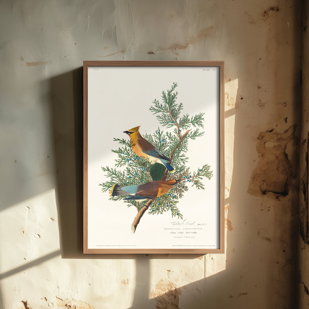 Cedar Waxwing Art Print - John James Audubon Poster - Birds of America Vintage Illustration