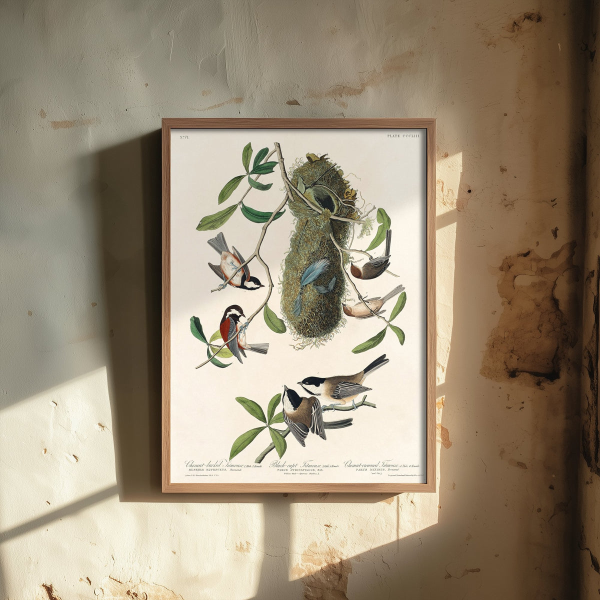 Chestnut-backed Chickadee Art Print - John James Audubon Poster - Birds of America Vintage Illustration