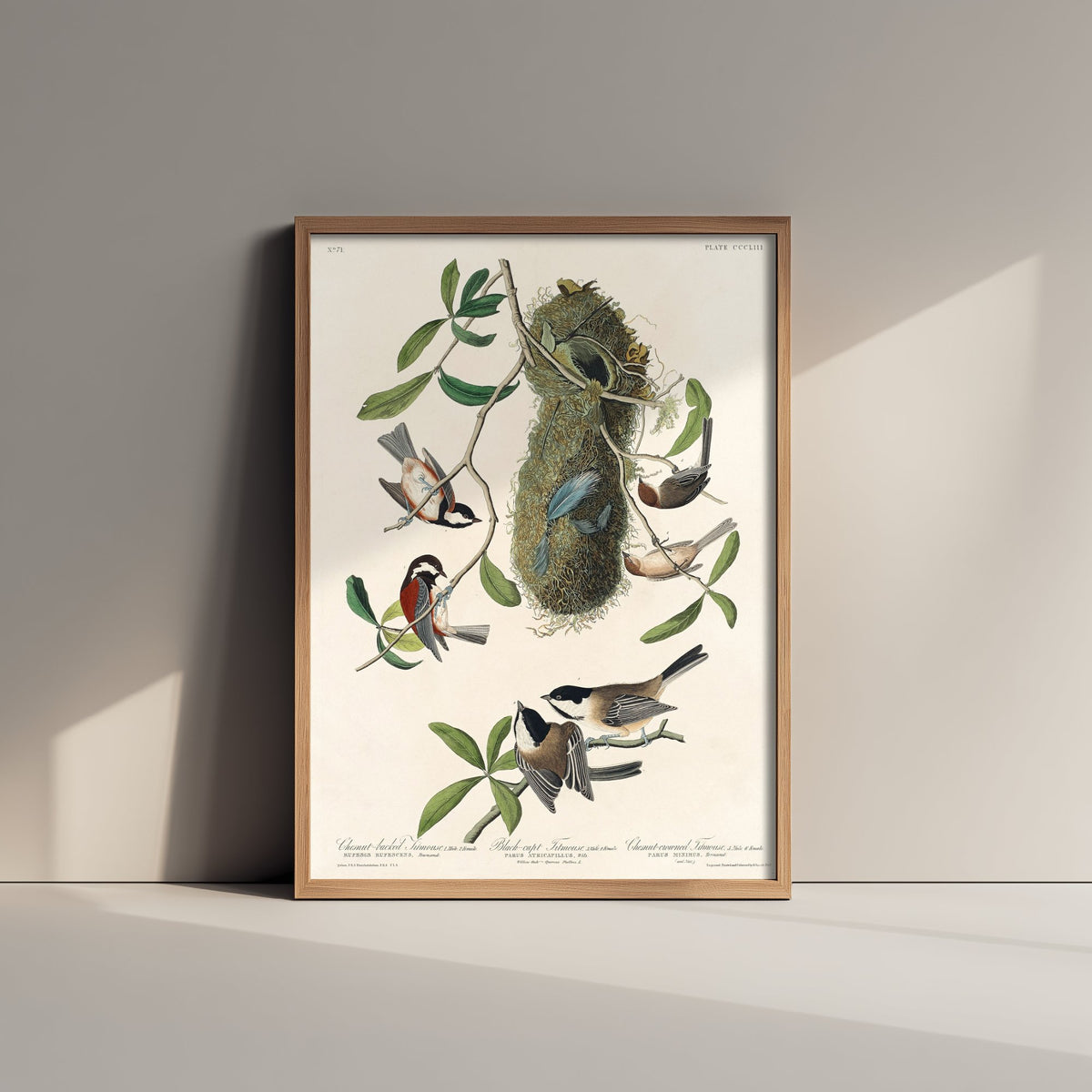 Chestnut-backed Chickadee Art Print - John James Audubon Poster - Birds of America Vintage Illustration