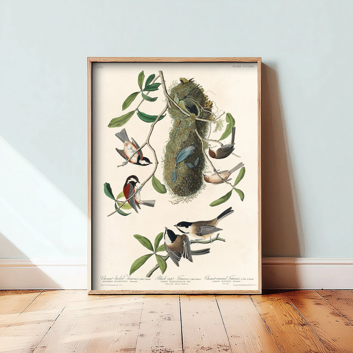 Chestnut-backed Chickadee Art Print - John James Audubon Poster - Birds of America Vintage Illustration