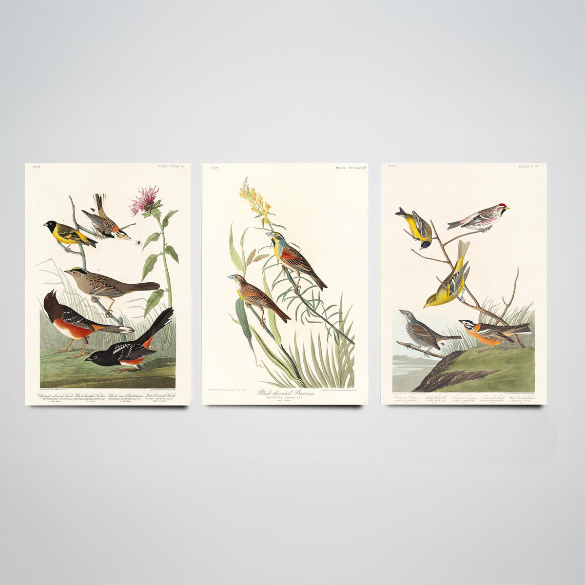 Set of Three Audubon Prints - Chestnut-collared Longspur Black-throated Bunting Smith's Longspur - 3 Bird Paintings Poster Wall Art
