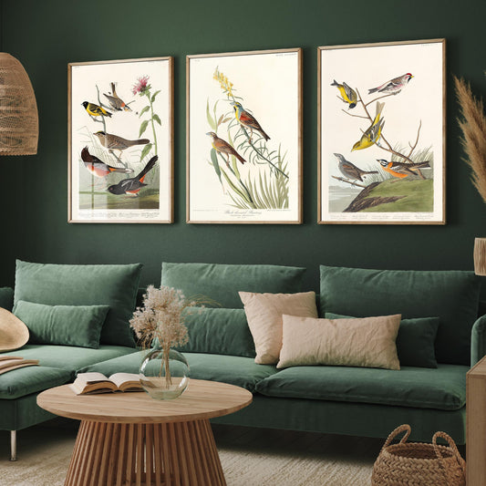 Set of Three Audubon Prints - Chestnut-collared Longspur Black-throated Bunting Smith's Longspur - 3 Bird Paintings Poster Wall Art