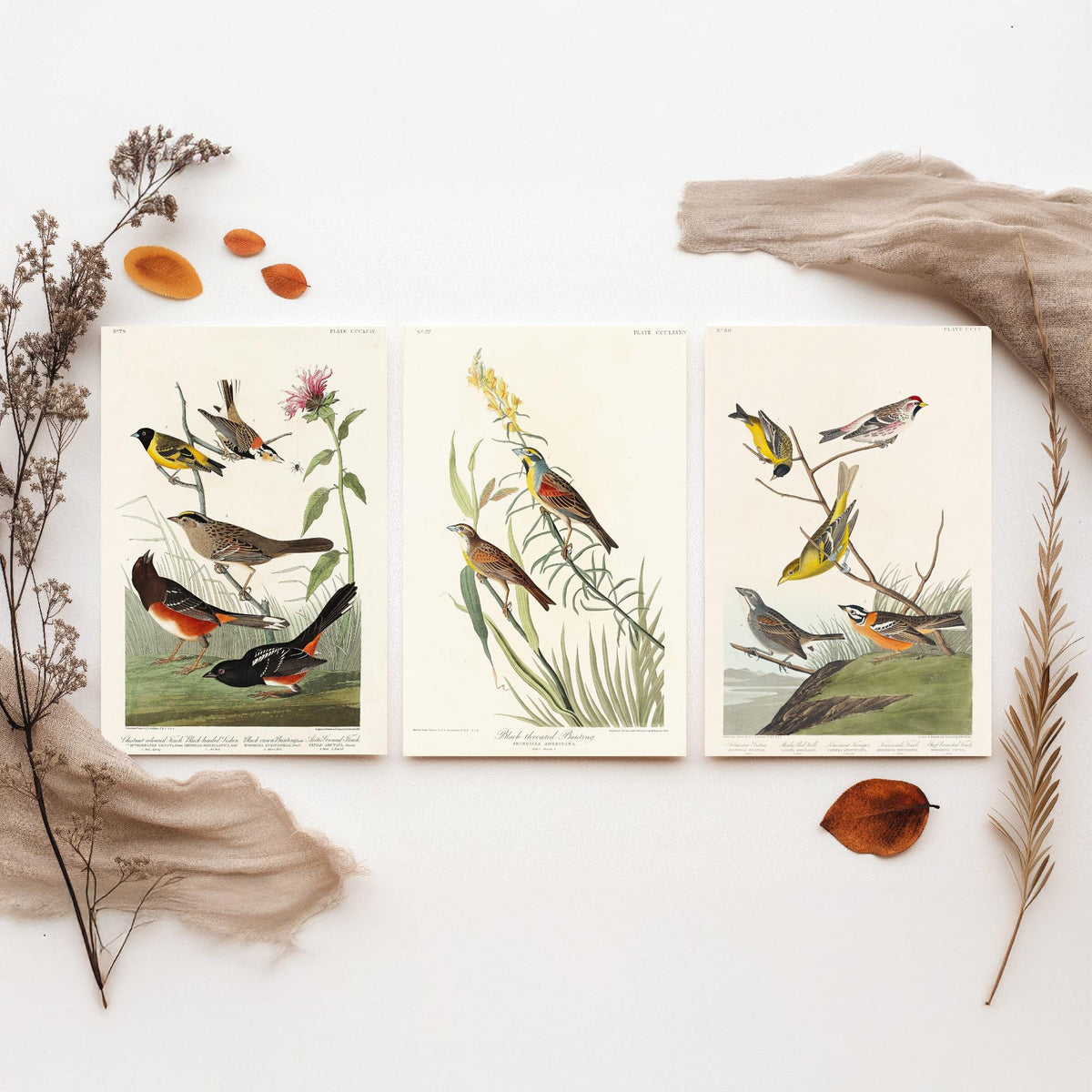Set of Three Audubon Prints - Chestnut-collared Longspur Black-throated Bunting Smith's Longspur - 3 Bird Paintings Poster Wall Art