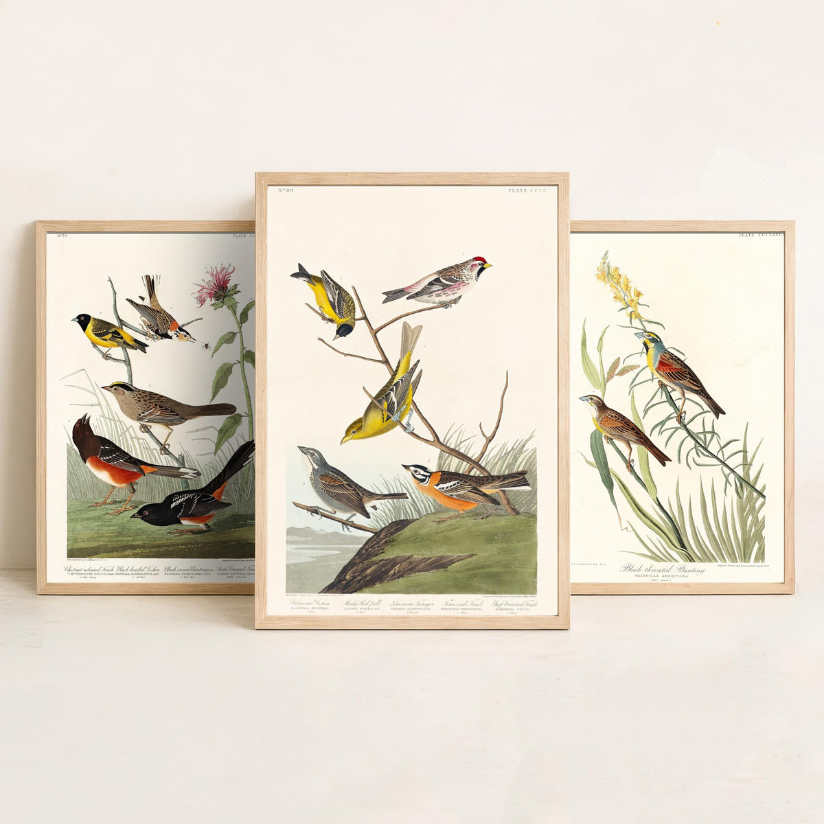 Set of Three Audubon Prints - Chestnut-collared Longspur Black-throated Bunting Smith's Longspur - 3 Bird Paintings Poster Wall Art