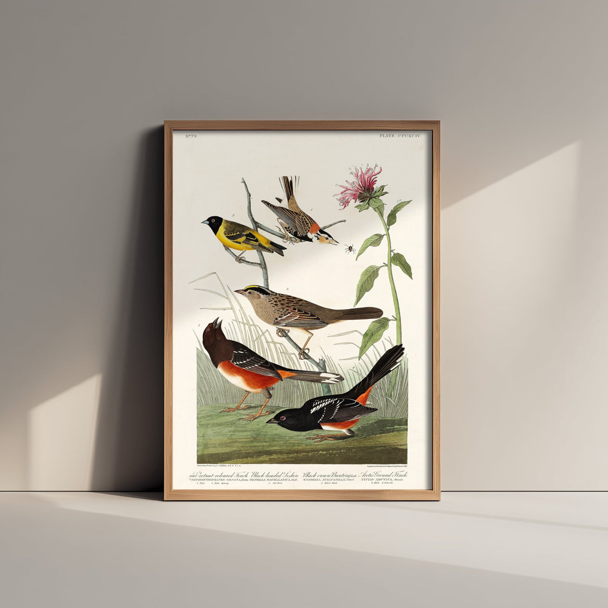 Chestnut-collared Longspur Art Print - John James Audubon Poster - Birds of America Vintage Illustration