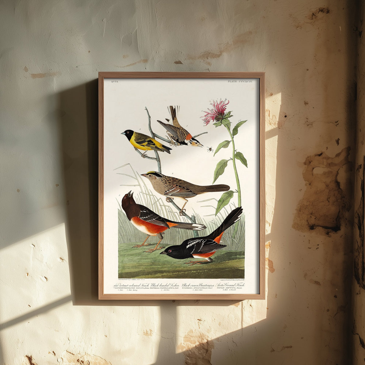 Chestnut-collared Longspur Art Print - John James Audubon Poster - Birds of America Vintage Illustration