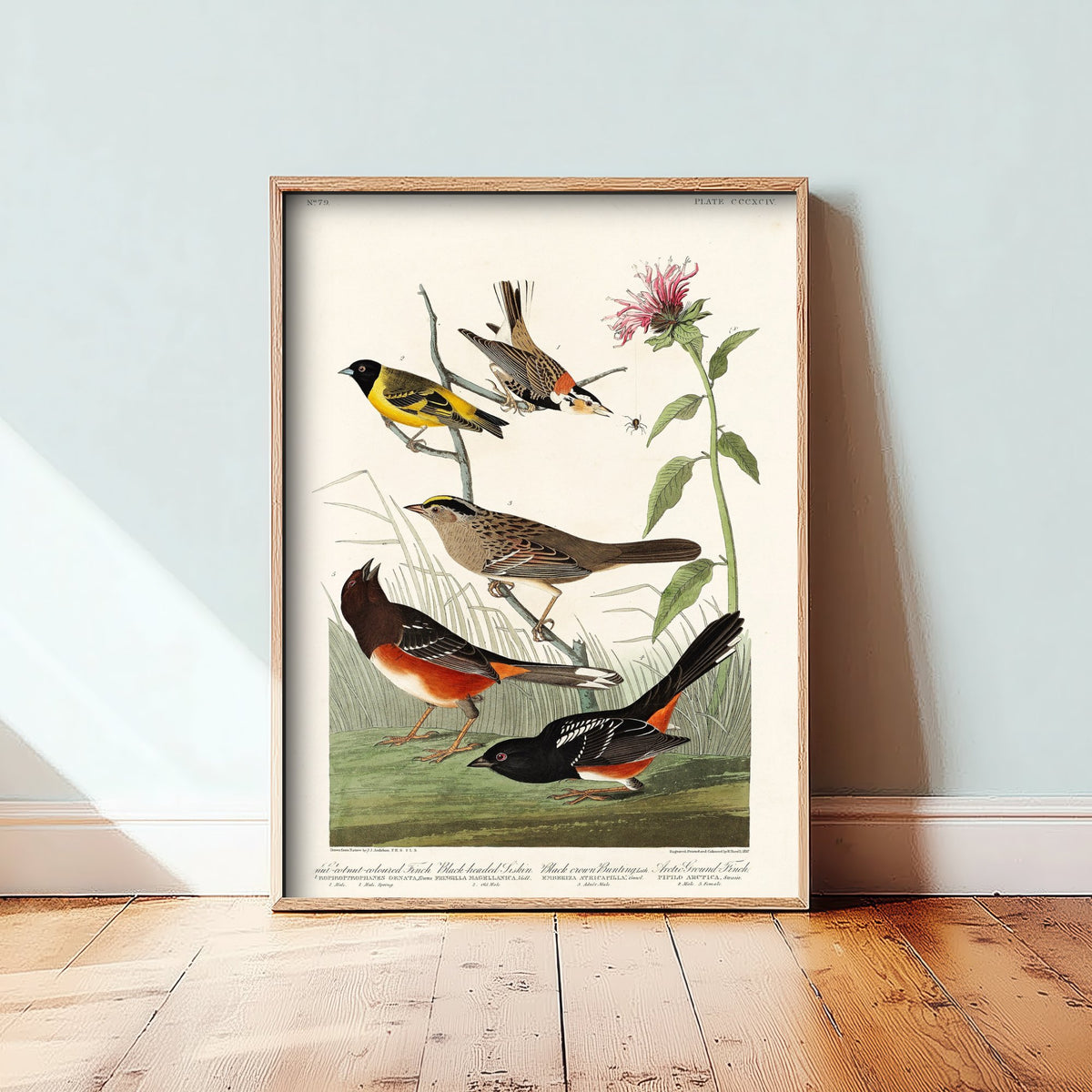 Chestnut-collared Longspur Art Print - John James Audubon Poster - Birds of America Vintage Illustration