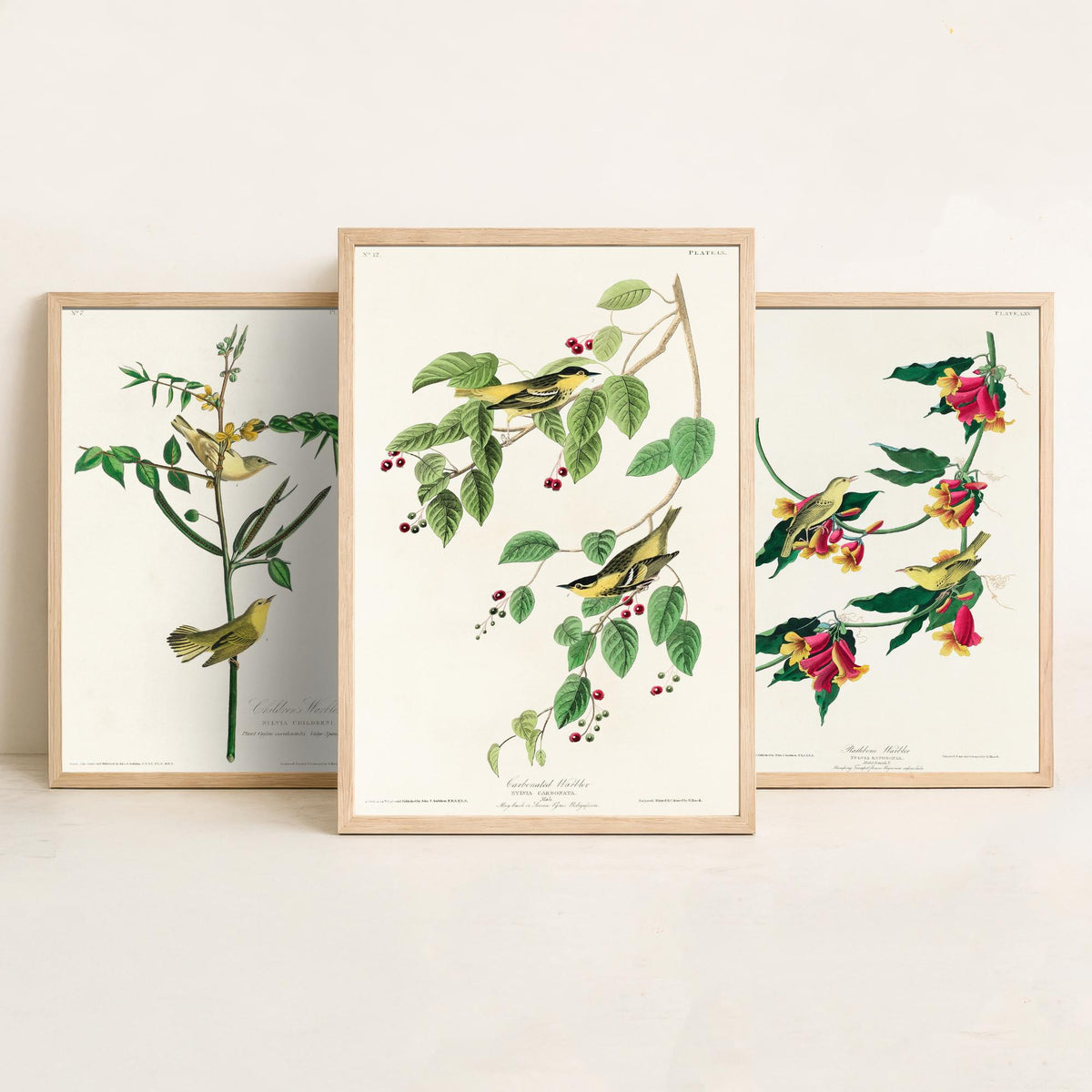 Set of Three John James Audubon Prints - Children's Rathbone and Carbonated Warblers - 3 Bird Paintings Poster Wall Art Illustration