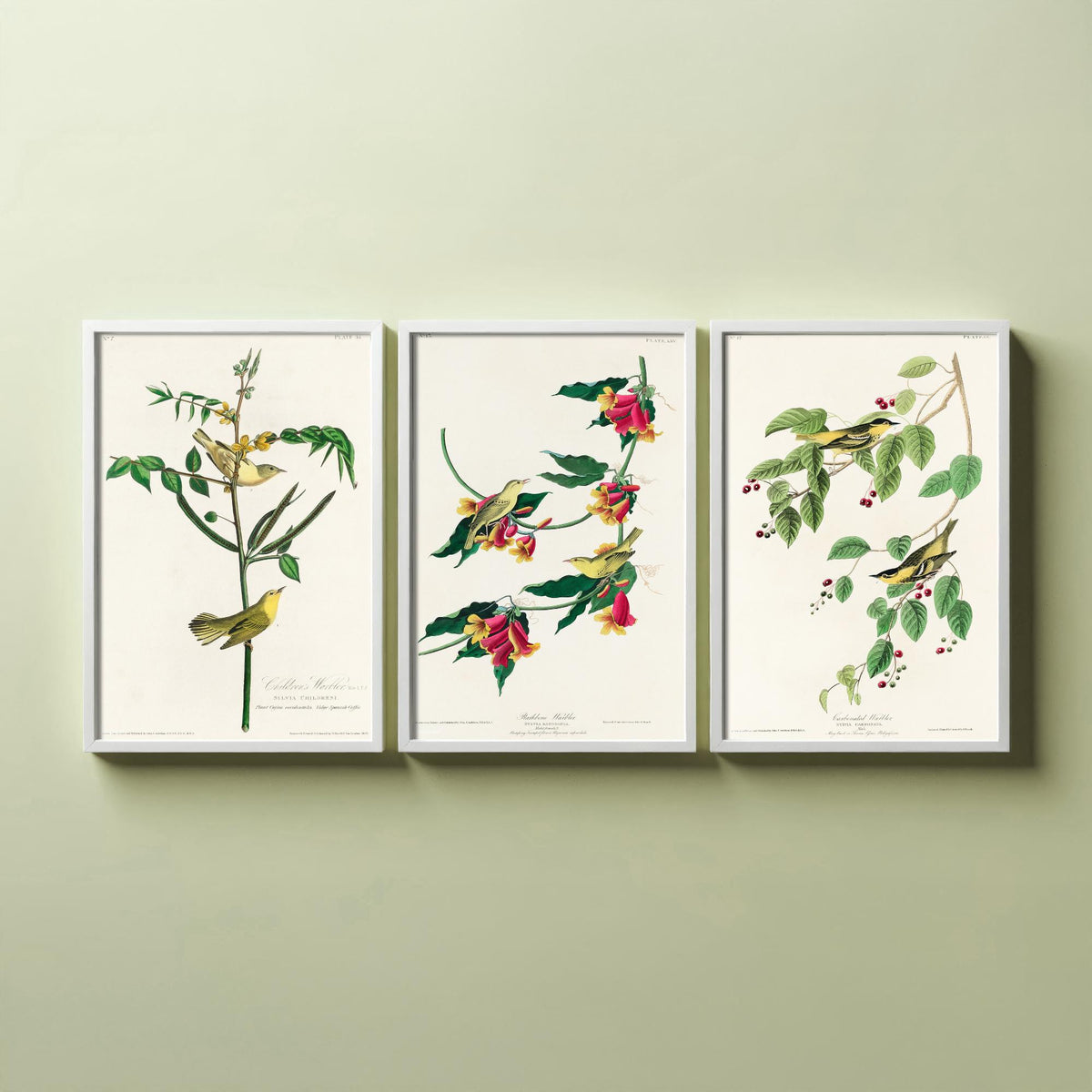 Set of Three John James Audubon Prints - Children's Rathbone and Carbonated Warblers - 3 Bird Paintings Poster Wall Art Illustration