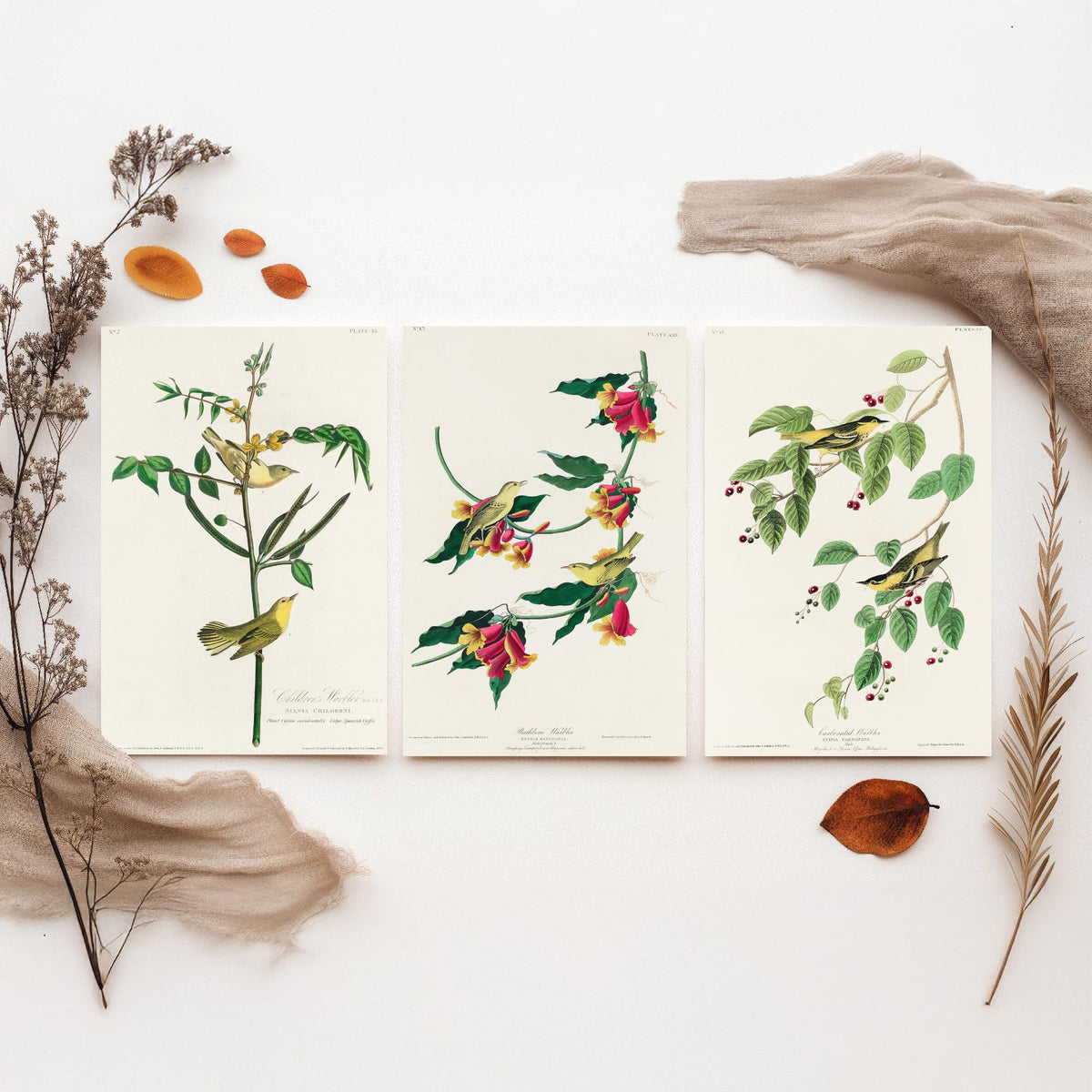 Set of Three John James Audubon Prints - Children's Rathbone and Carbonated Warblers - 3 Bird Paintings Poster Wall Art Illustration