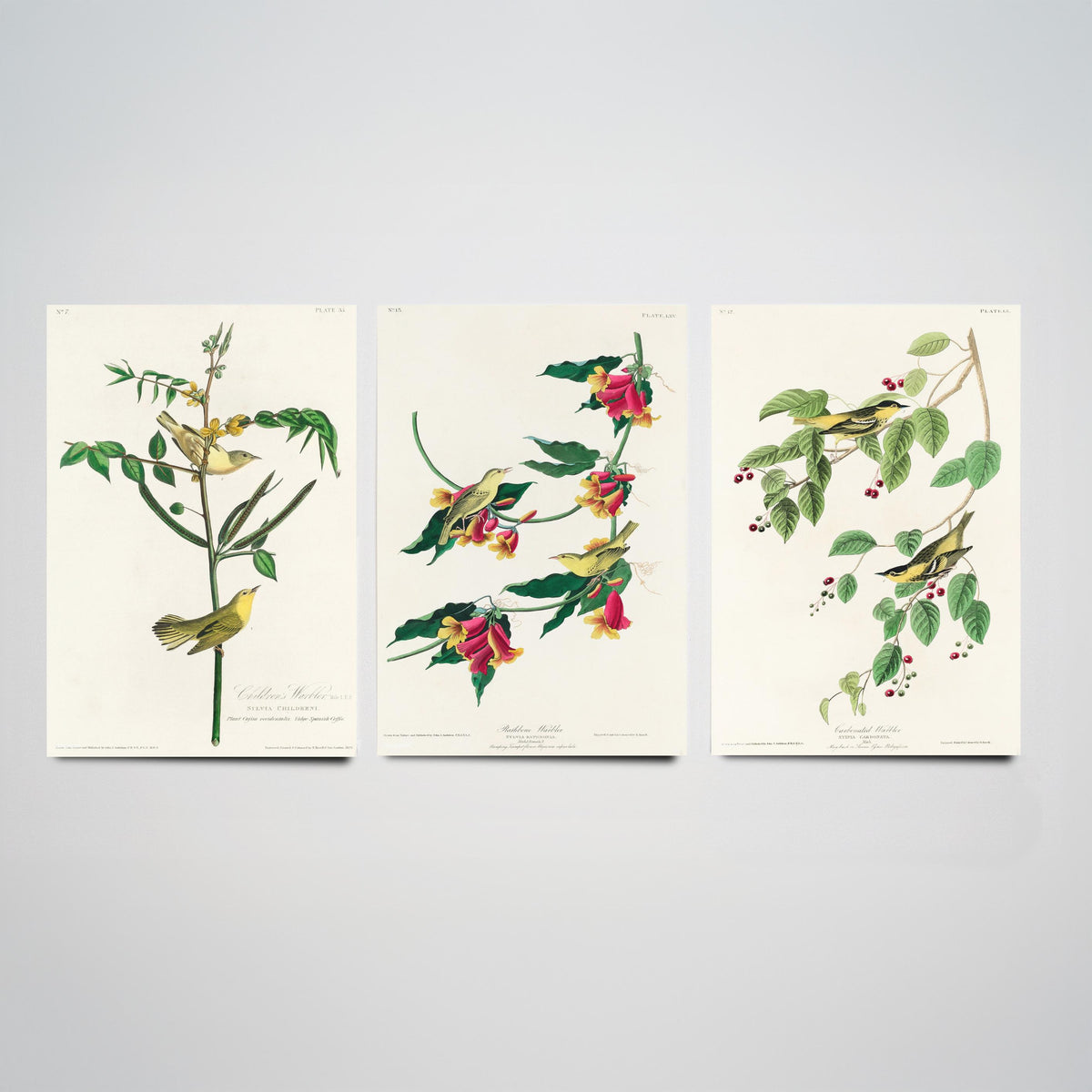 Set of Three John James Audubon Prints - Children's Rathbone and Carbonated Warblers - 3 Bird Paintings Poster Wall Art Illustration