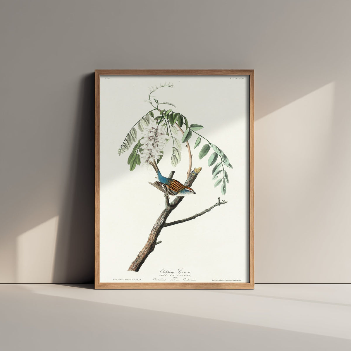 Chipping Sparrow Art Print - John James Audubon Poster - Birds of America Vintage Illustration