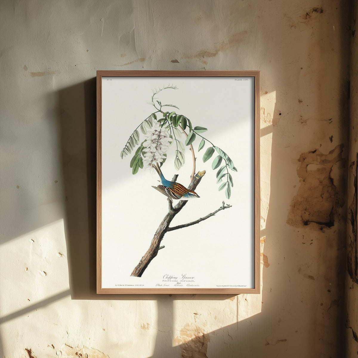 Chipping Sparrow Art Print - John James Audubon Poster - Birds of America Vintage Illustration