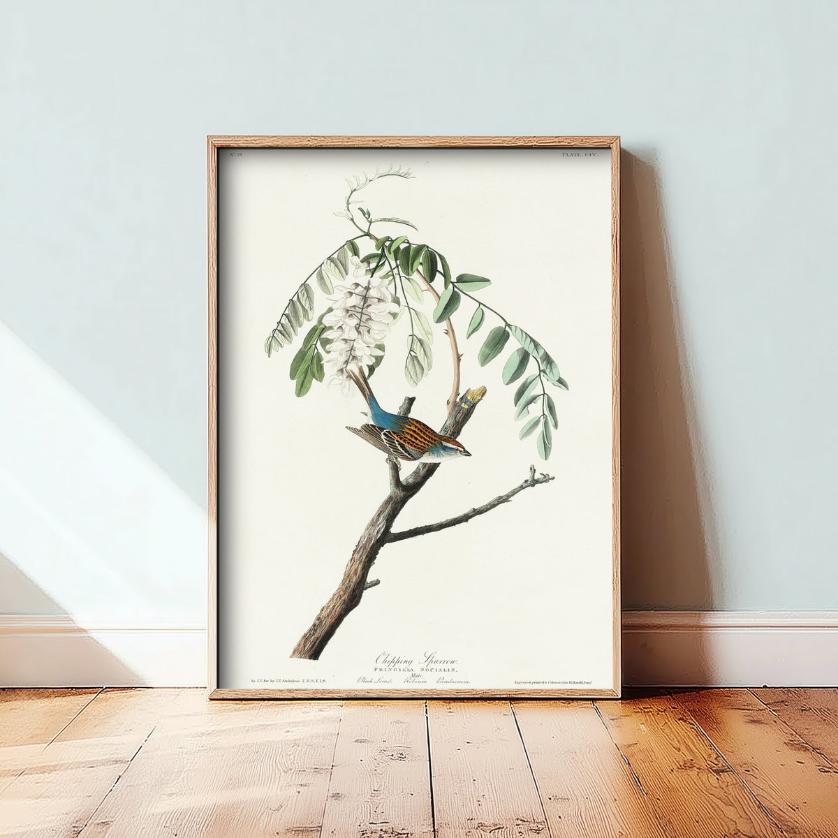 Chipping Sparrow Art Print - John James Audubon Poster - Birds of America Vintage Illustration