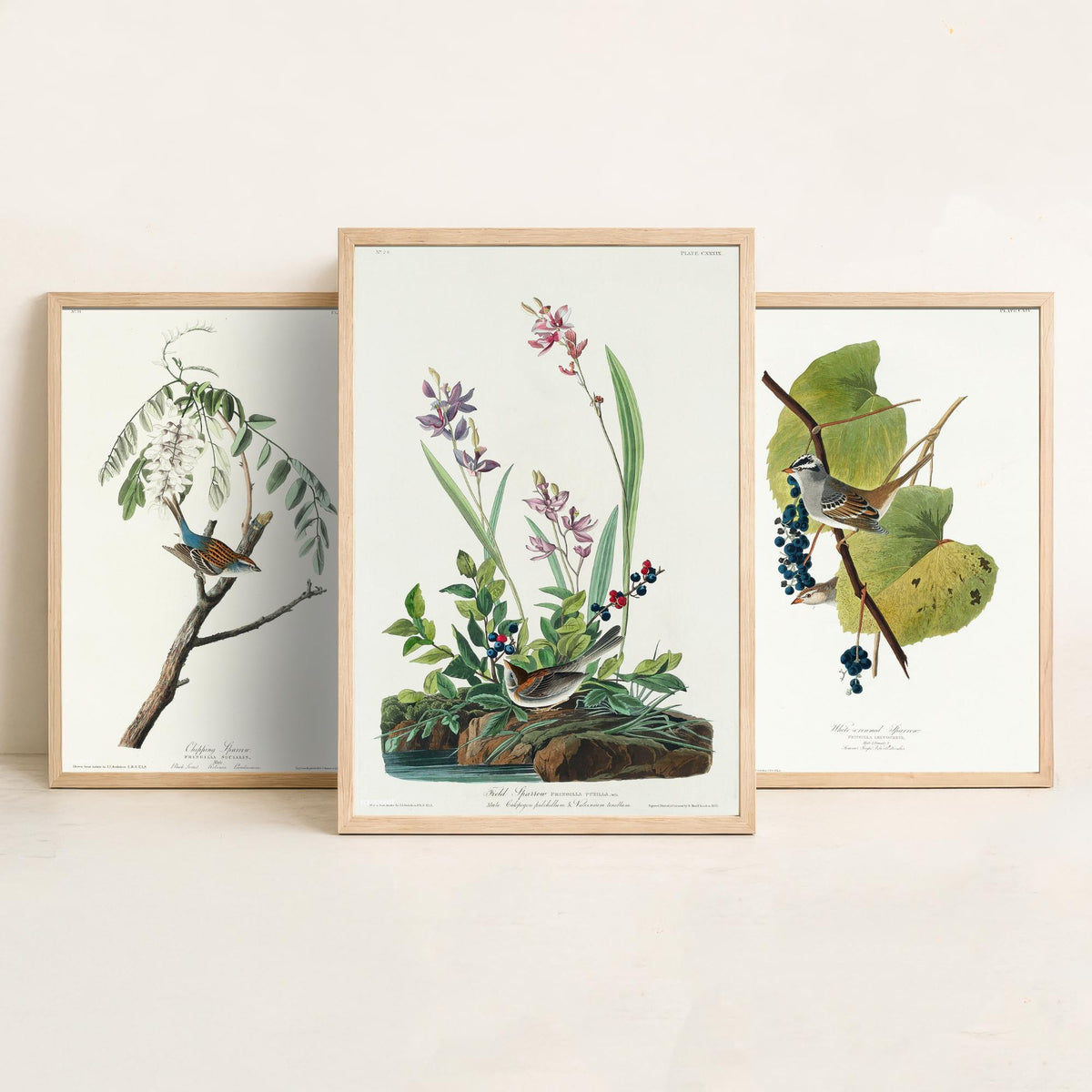 Set of Three John James Audubon Prints - Chipping White-crowned and Field Sparrows - 3 Bird Paintings Poster Wall Art Illustration