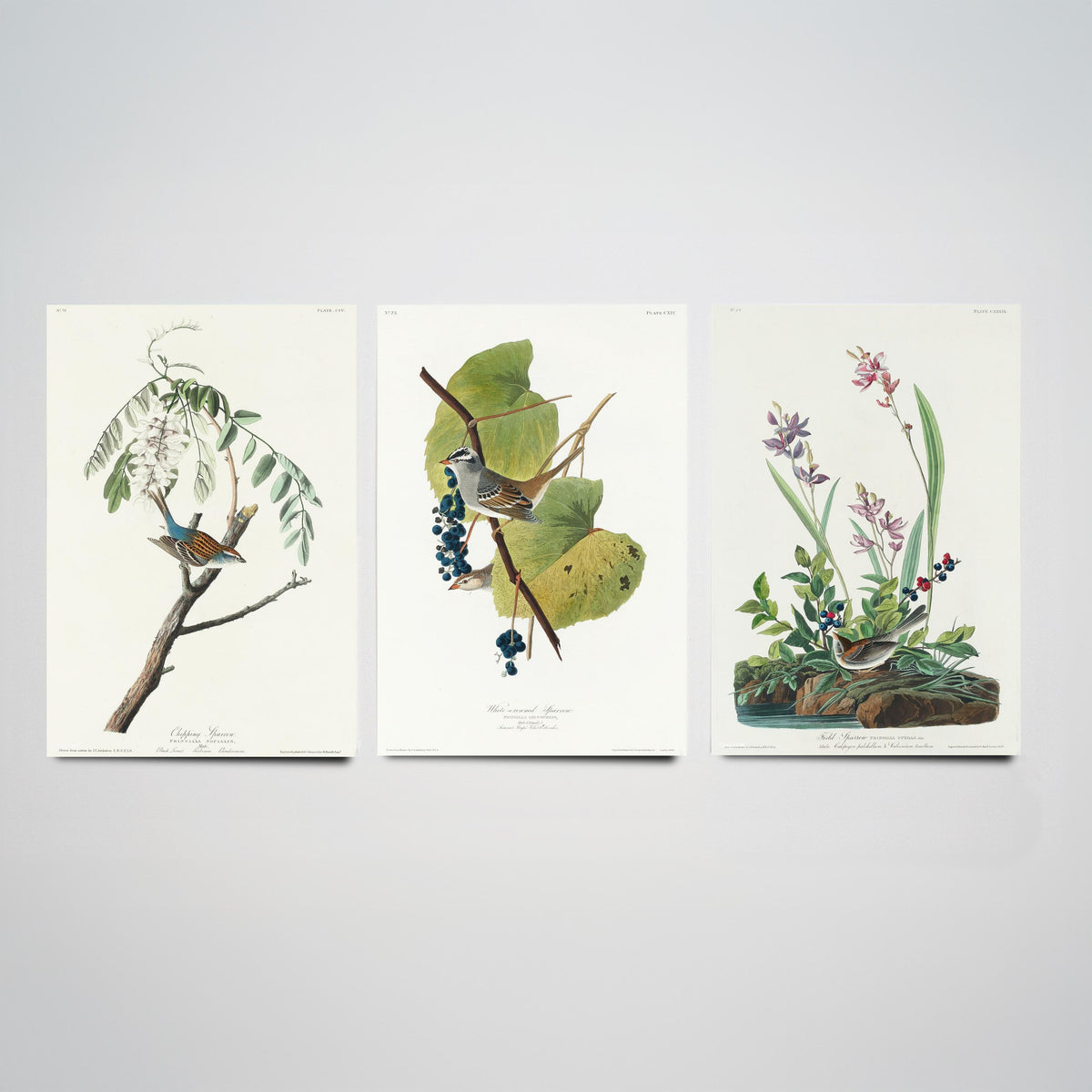 Set of Three John James Audubon Prints - Chipping White-crowned and Field Sparrows - 3 Bird Paintings Poster Wall Art Illustration