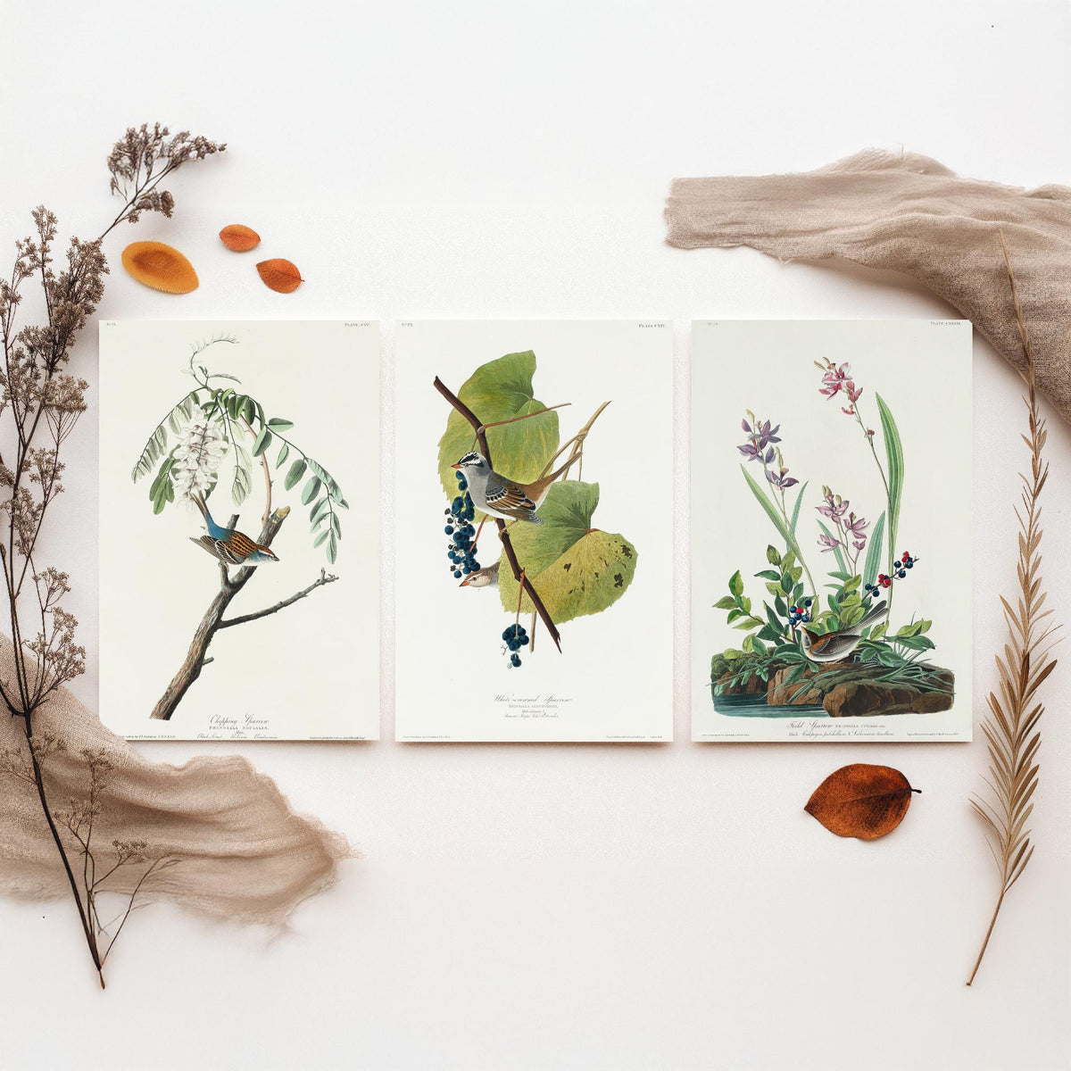 Set of Three John James Audubon Prints - Chipping White-crowned and Field Sparrows - 3 Bird Paintings Poster Wall Art Illustration