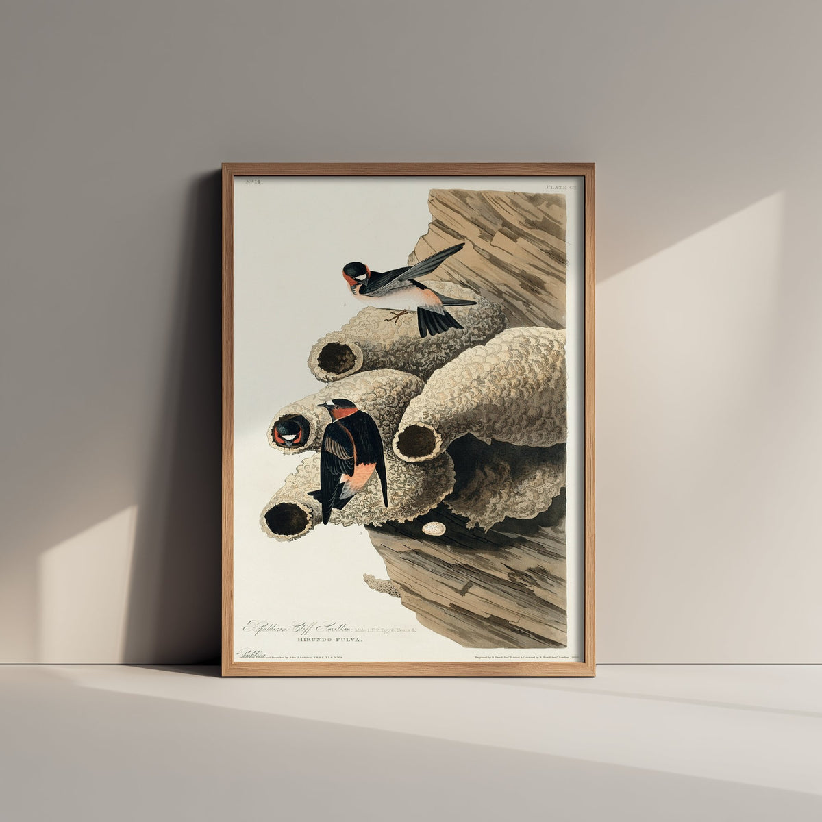 Cliff Swallow Art Print - John James Audubon Poster - Birds of America Vintage Illustration