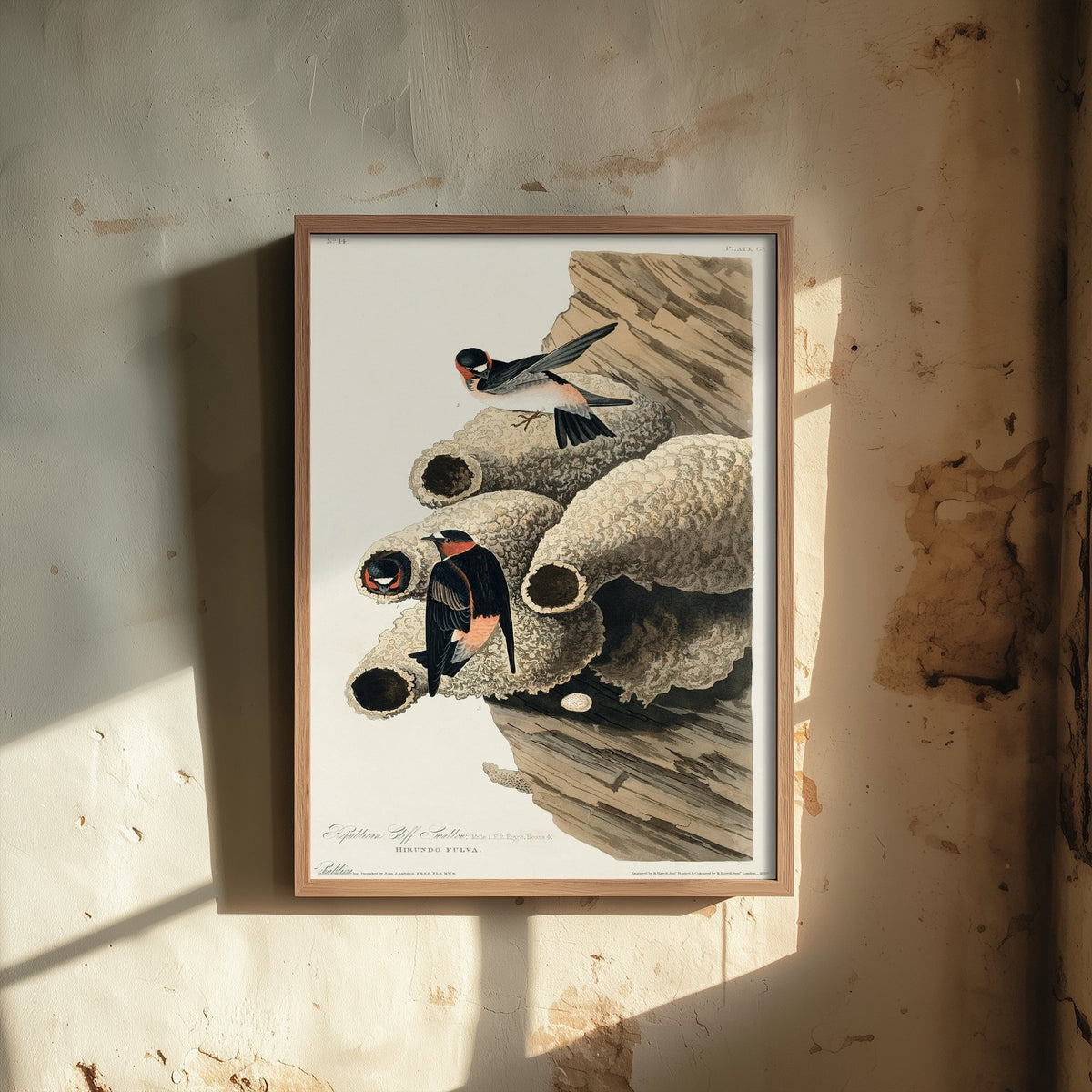 Cliff Swallow Art Print - John James Audubon Poster - Birds of America Vintage Illustration