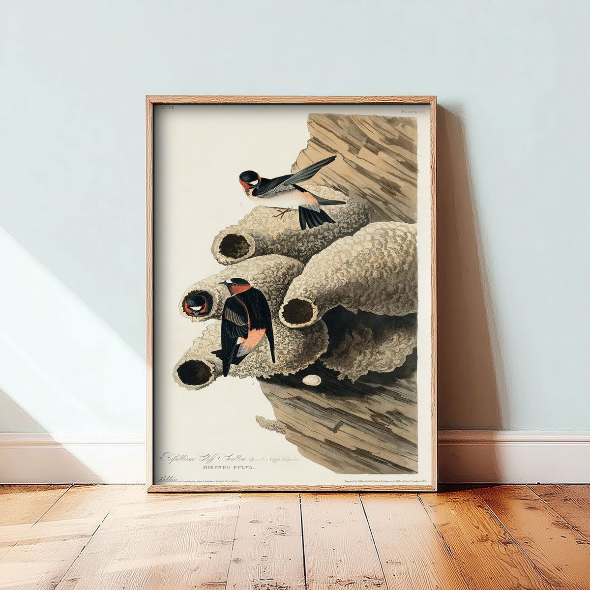 Cliff Swallow Art Print - John James Audubon Poster - Birds of America Vintage Illustration