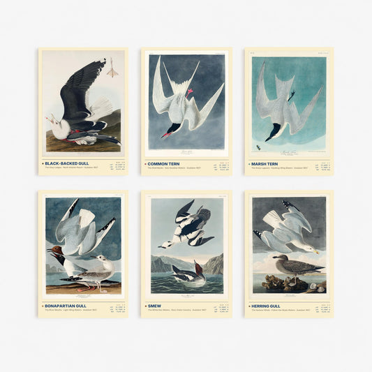 Set of Six Audubon Seabird Illustrations - 6 Gull and Tern Coastal Art Prints - Herring Gull, Common Tern, Marsh Tern, Smew Poster Set