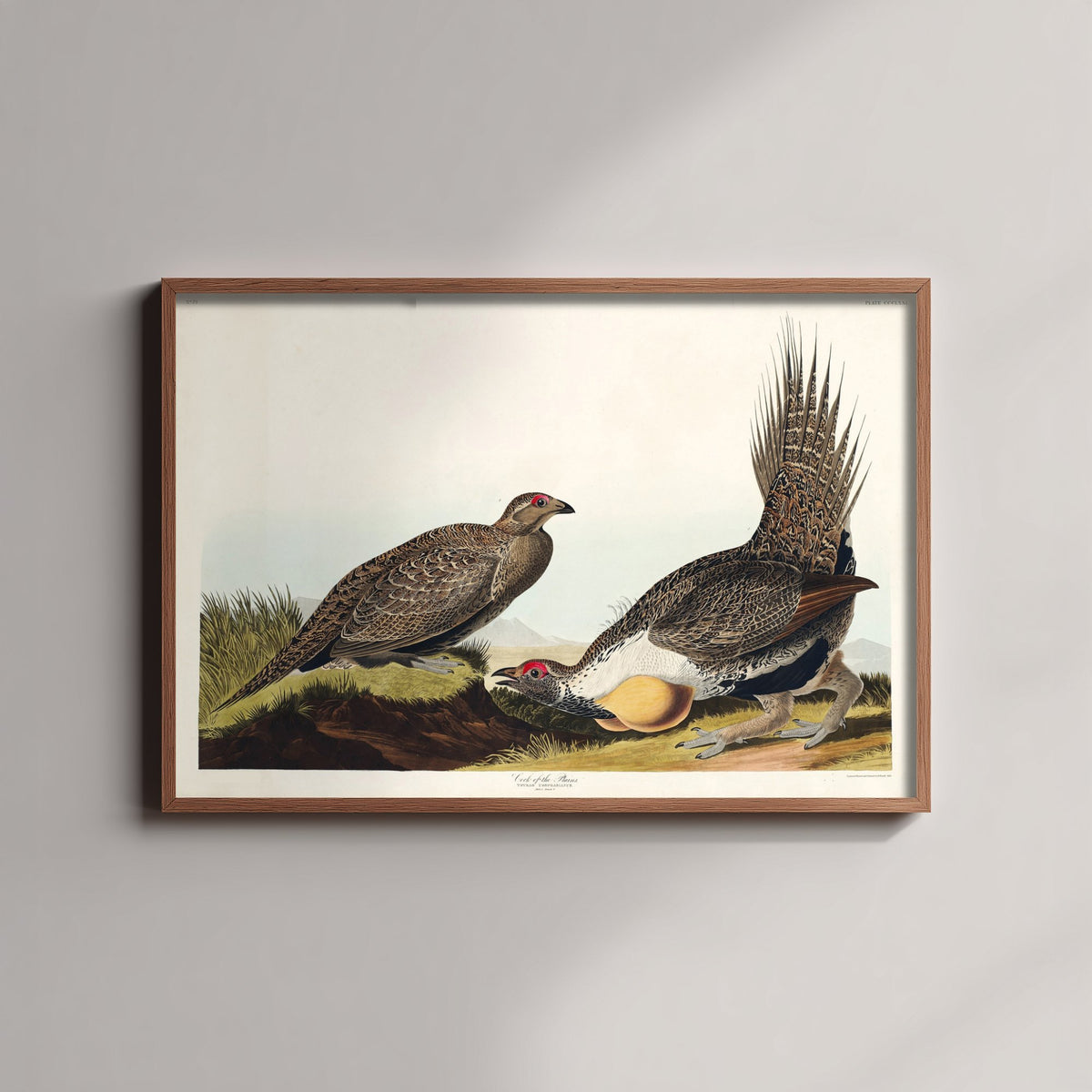 Greater Sage Grouse Art Print - John James Audubon Poster - Birds of America Vintage Illustration