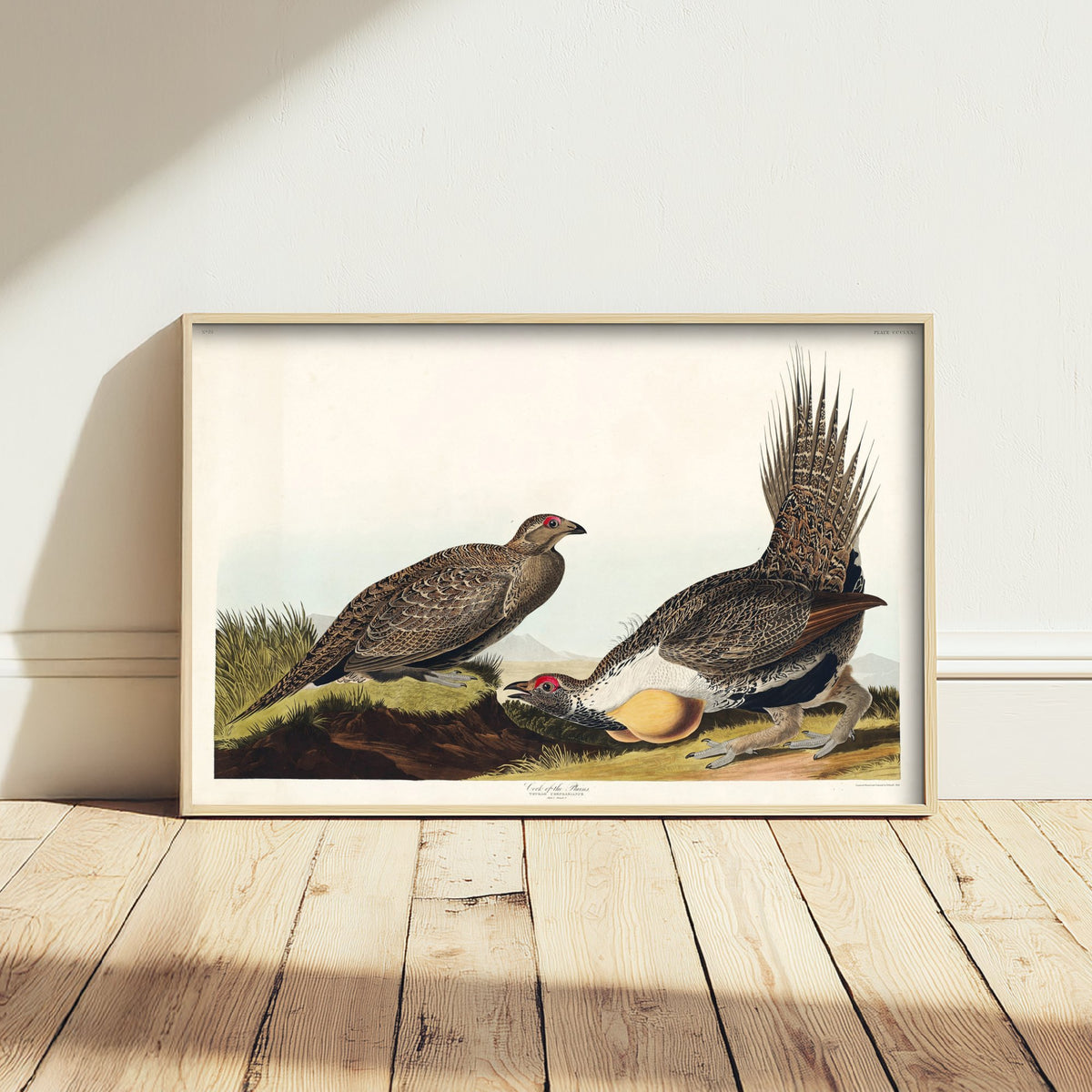 Greater Sage Grouse Art Print - John James Audubon Poster - Birds of America Vintage Illustration