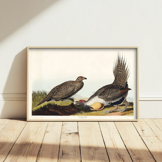 Greater Sage Grouse Art Print - John James Audubon Poster - Birds of America Vintage Illustration