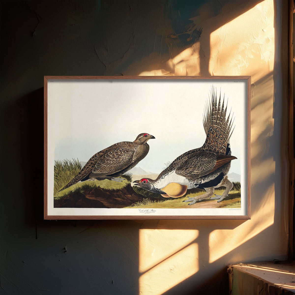 Greater Sage Grouse Art Print - John James Audubon Poster - Birds of America Vintage Illustration