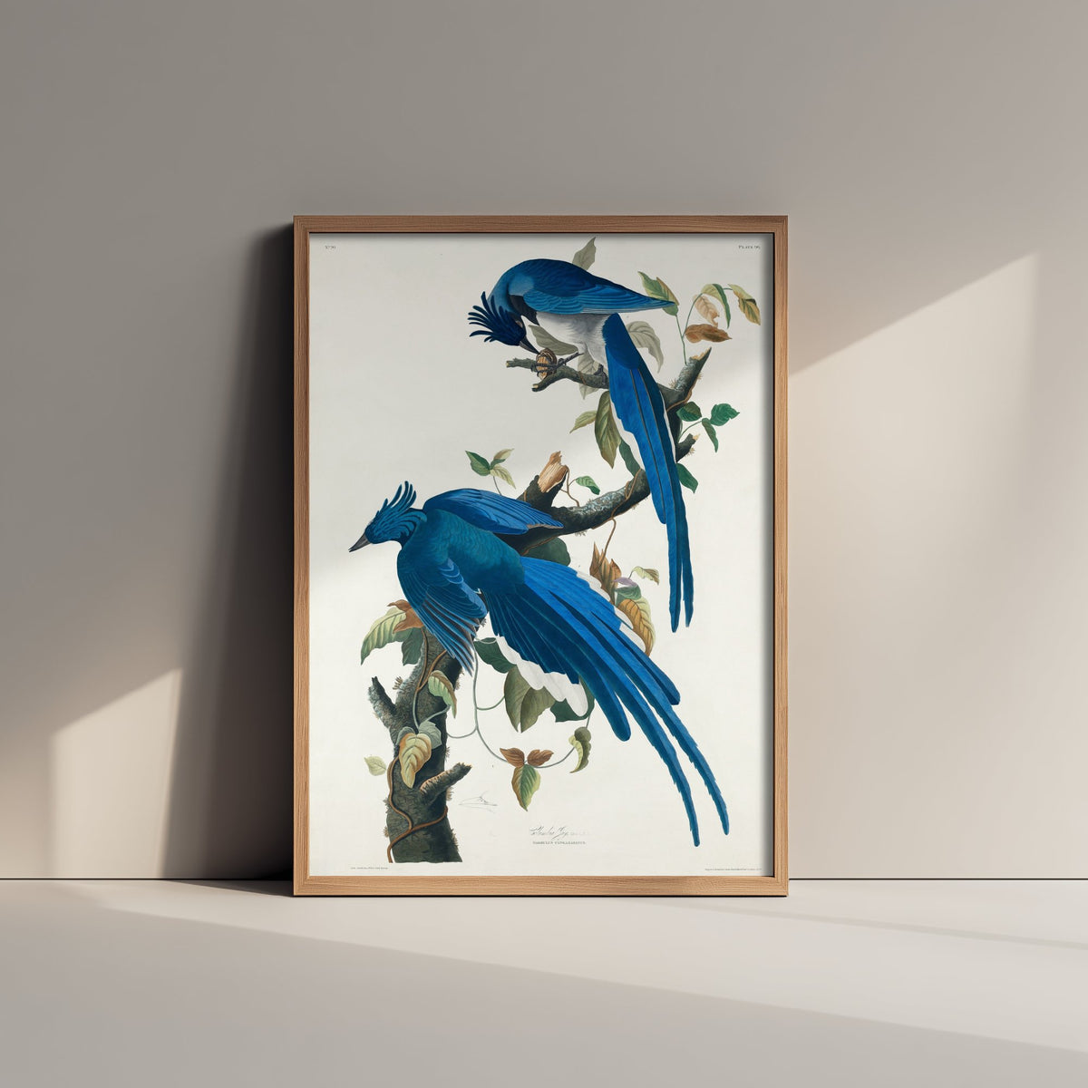 Black Throated Magpie Jay Art Print - John James Audubon Poster - Birds of America Vintage Illustration