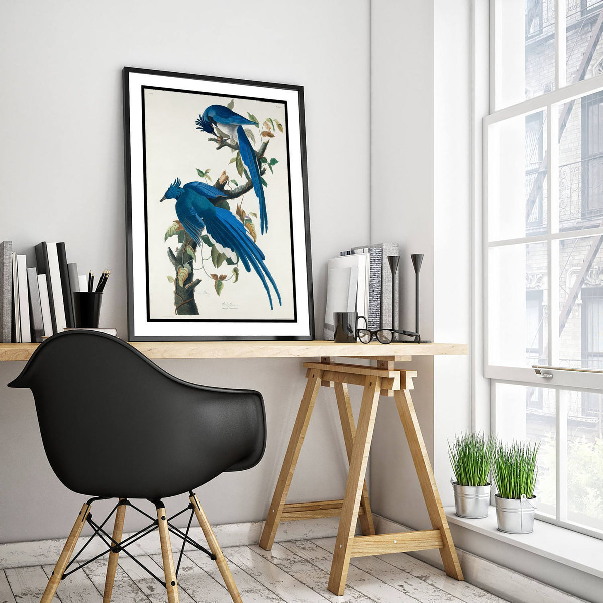 Black Throated Magpie Jay Art Print - John James Audubon Poster - Birds of America Vintage Illustration