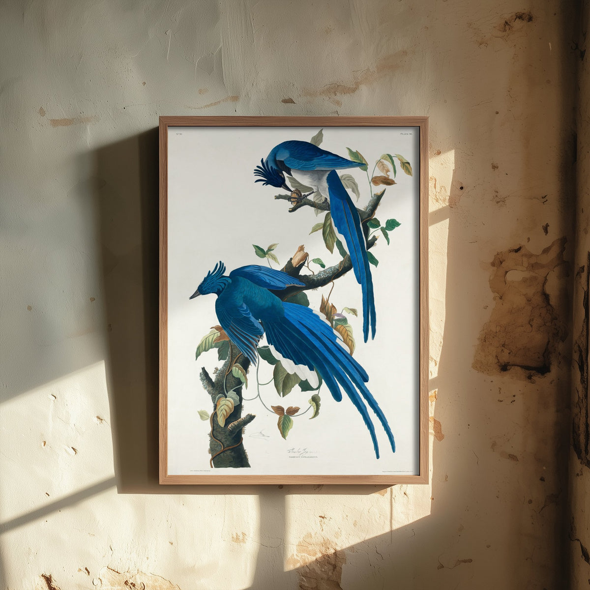 Black Throated Magpie Jay Art Print - John James Audubon Poster - Birds of America Vintage Illustration