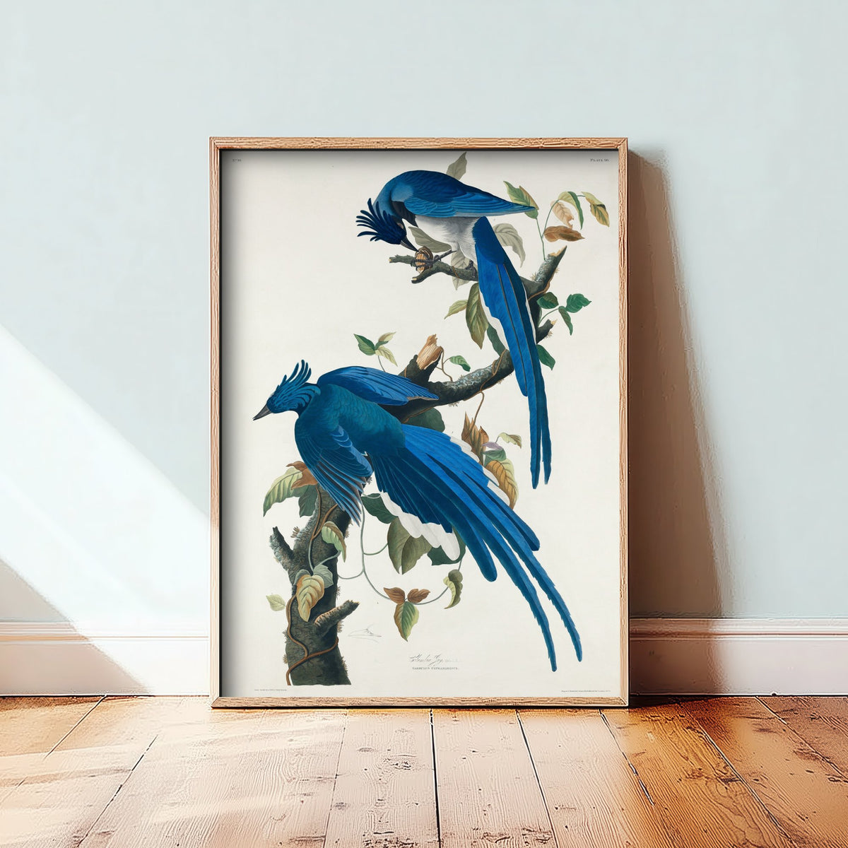 Black Throated Magpie Jay Art Print - John James Audubon Poster - Birds of America Vintage Illustration