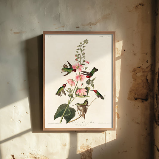 Anna's Hummingbird Art Print - John James Audubon Poster - Birds of America Vintage Illustration