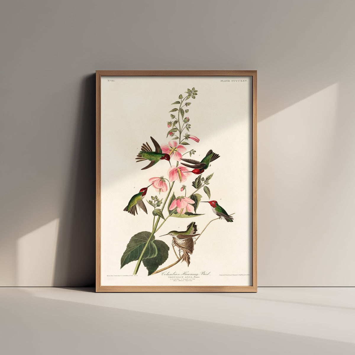 Anna's Hummingbird Art Print - John James Audubon Poster - Birds of America Vintage Illustration