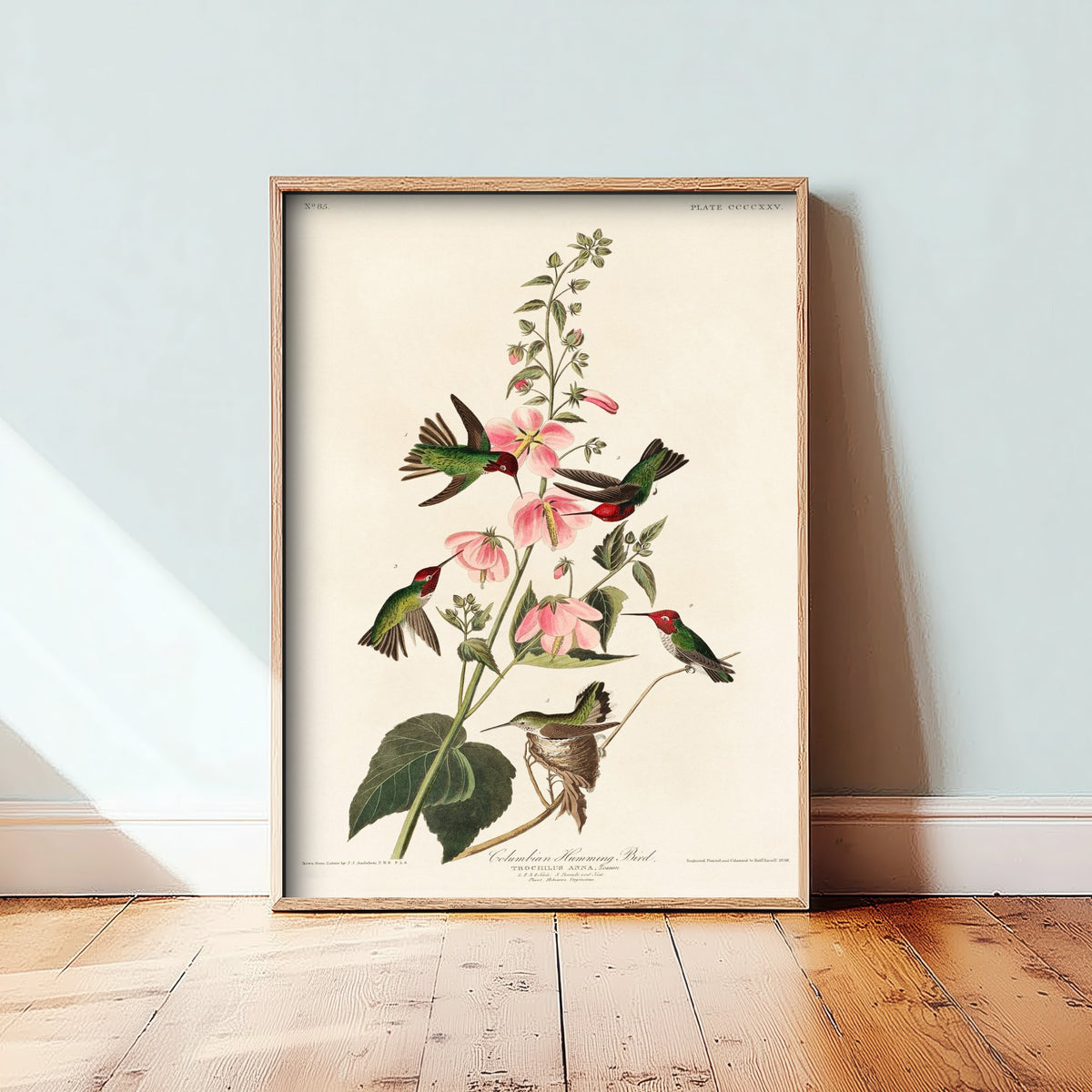 Anna's Hummingbird Art Print - John James Audubon Poster - Birds of America Vintage Illustration