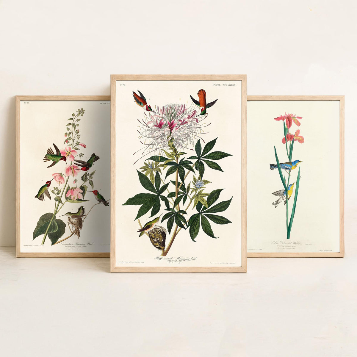 Set of Three Audubon Prints - Columbian Ruff-necked Hummingbirds Yellow-backed Warbler - 3 Bird Paintings Poster Wall Art Illustration