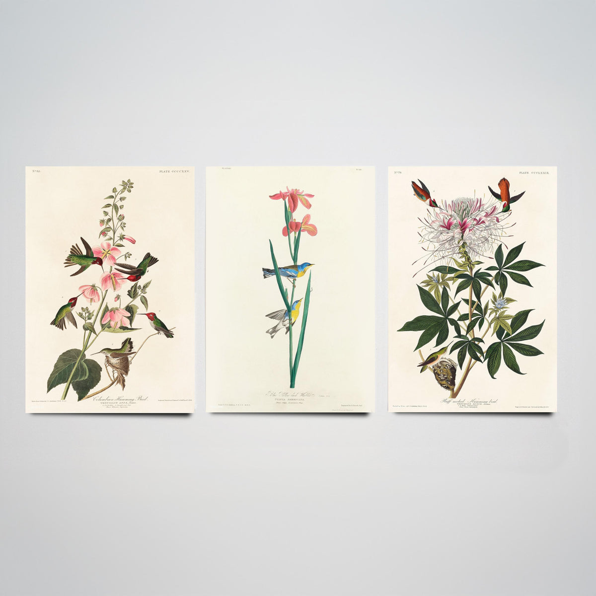 Set of Three Audubon Prints - Columbian Ruff-necked Hummingbirds Yellow-backed Warbler - 3 Bird Paintings Poster Wall Art Illustration