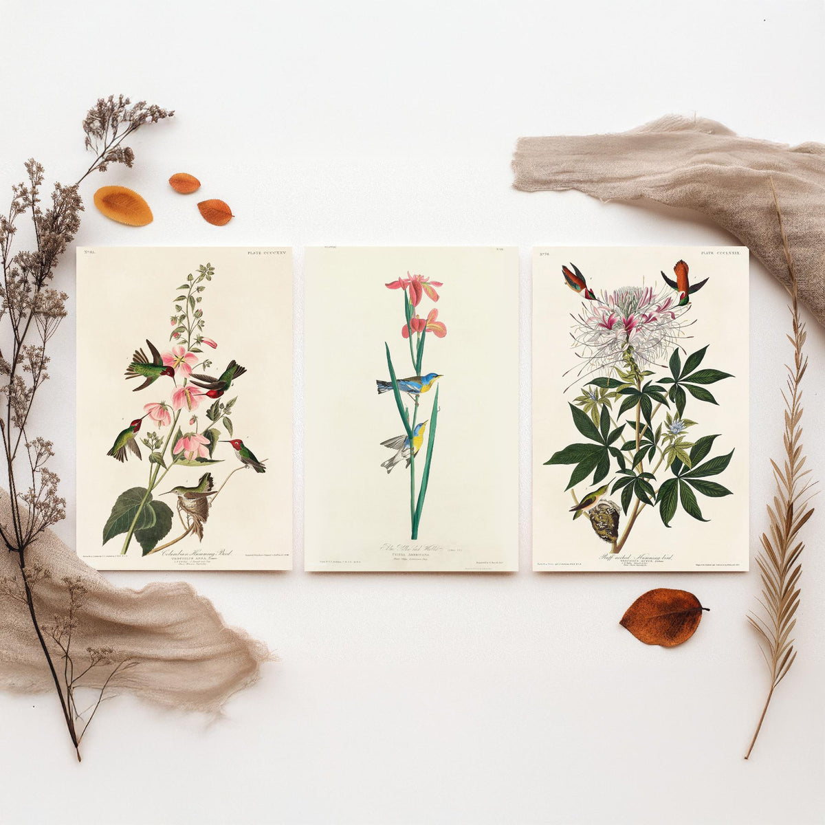 Set of Three Audubon Prints - Columbian Ruff-necked Hummingbirds Yellow-backed Warbler - 3 Bird Paintings Poster Wall Art Illustration