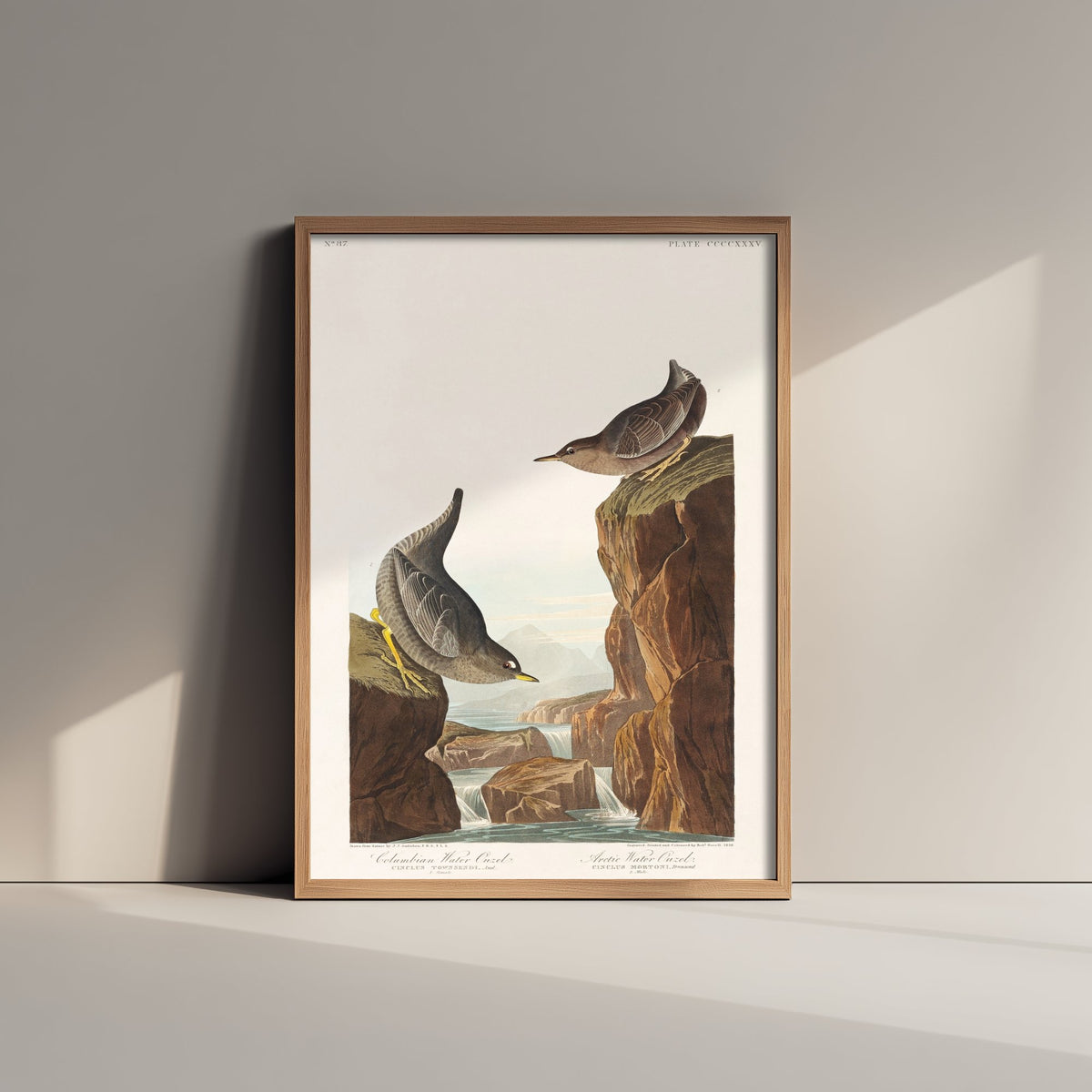 American Dipper Art Print - John James Audubon Poster - Birds of America Vintage Illustration