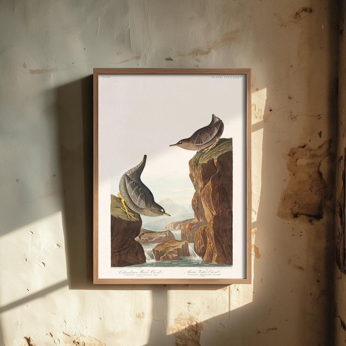 American Dipper Art Print - John James Audubon Poster - Birds of America Vintage Illustration