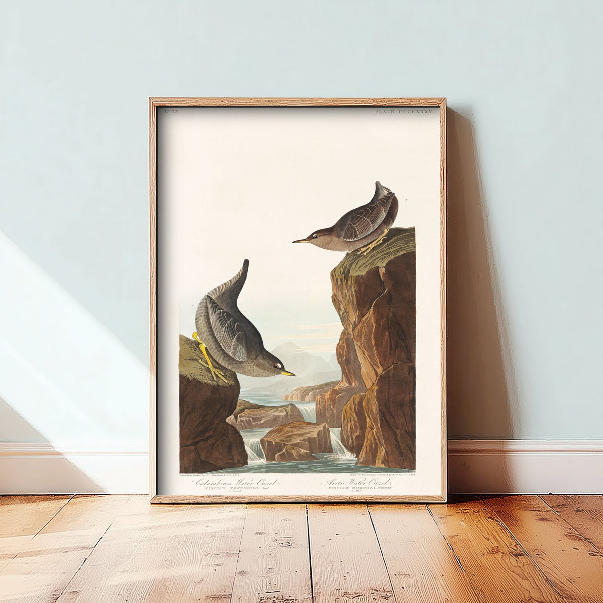 American Dipper Art Print - John James Audubon Poster - Birds of America Vintage Illustration